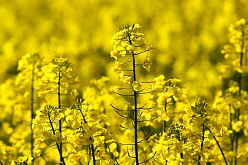 rape Blossom, yellow, oilseed Rape, field, spring, agriculture, plant, bright, blossom, bloom, nature