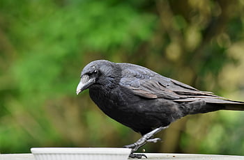 pták, vrána, kavka, vrána vrána, ornitologie, druh, fauna, zvíře, volně žijících živočichů