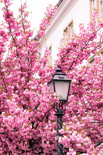 rosa tre, rosa blomster, gatelykt, kirsebærblomster, vår, nærbilde, urbane natur, blomstergatescene, vårens skjønnhet, rosa kirsebærtre