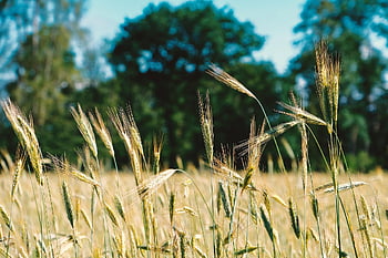 orz, cereale, natură, camp, orz câmp, agricultură, lan, câmp de cereale, vârf ascuțit, a decupa, alimente