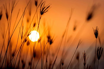 sunset, silhouette photography, grass, rural landscape, orange sunset, silhouetted grass, nature, outdoor, evening, field, sun