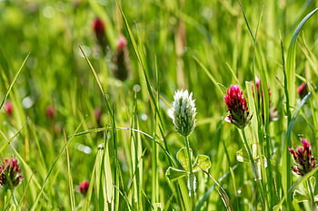 trifoglio, prato, trifoglio rosa, Fiore di campo, campo d'erba, agricoltura, flora, legume