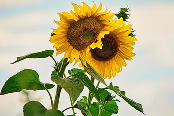 flower, sunflower, flower Background, beautiful Flowers, blossom, bloom, grains, leaves, green, flower Wallpaper, nature