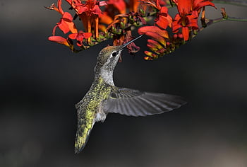 colibrì di Anna, colibrì, uccello, fiori, bellissimi fiori, becco, Ali, piume, carta da parati floreale, animale, sfondo di fiori