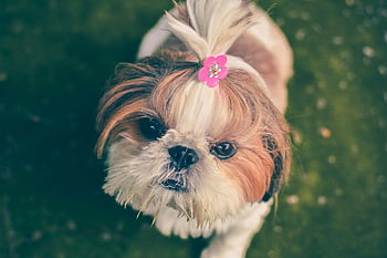 Shih-tzu, adult Shih-tzu, green grass, cute puppy, pink bow, adorable charm, grassy background, Shih Tzu, dog, pet, outdoor photo