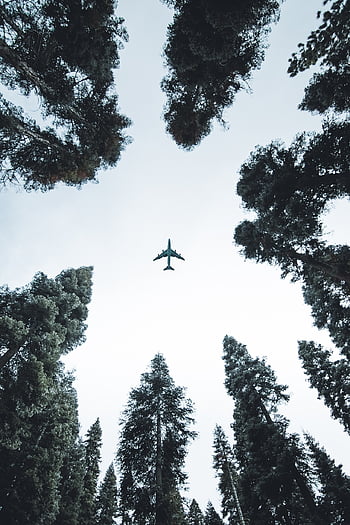 plane, trees, forest, flight, aircraft, nature, flying, trip, travel, the Plane Is Flying In The Blue Sky, amazing Picture