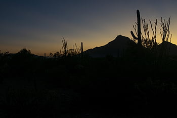 saguaro, desert, sonora, arizona, tucson, cactus, southwest, landscape, usa, nature, sunset