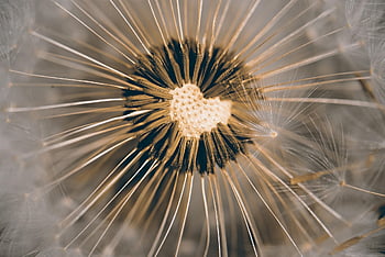 たんぽぽ、 パフボール、 花、 花の背景、 工場、 シードヘッド、 花の壁紙、 綿毛、 風、 春、 美しい花