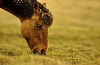horse, graze, pasture, grazing, grass, nature, mammal, green, mongolia