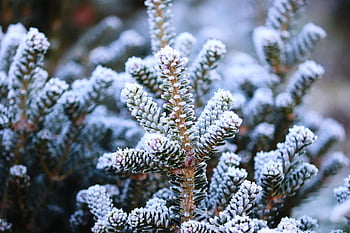 fir Tree, pine Needles, ripe, snow, cold, christmas Tree, frozen, nature, conifer, winter