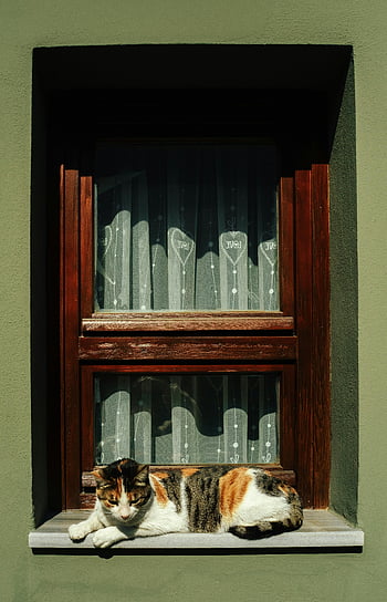 gatto alla finestra, Cat sereno, Druccino soleggiato, casa tradizionale di Istanbul, gatto salotto, davanzale, gatto di Istanbul, cornice della finestra in legno, cuori di tenda, Cat accogliente, scena pacifica