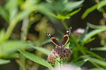 red Admiral, butterfly, beautiful Flowers, insect, nature, admiral Butterfly, plant, flower Wallpaper, garden, pollination, entomology