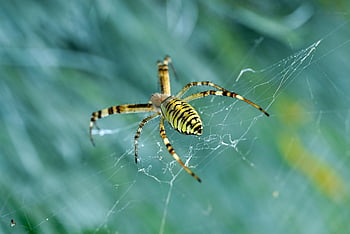 hmyz, entomologie, vosa pavouk, pavouk, síť, argiope bruennichi, Rovartan, druh, makro, místo výskytu
