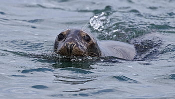 těsnění, námořní, savec, druh, Příroda, fauna, oceán, pobřeží, moře, ciast