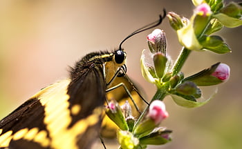 insect, king Swallowtail, beautiful Flowers, entomology, pollination, thoas Swallowtail, butterfly, nature, flower Background, pollinator, flower Wallpaper