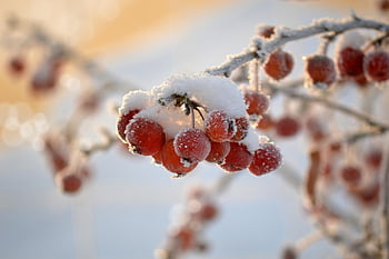 røde frugter, iskrystaller, afdeling, sne, Frosset, Dværgkrabber æbler, ornamental æbler, Bonsai dekorative æbler, vinter motiv, kold, isnende