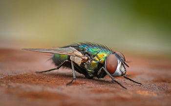 fly, insect, bug, gold Fliege, compound Eyes, eyes, head, legs, hairy, creature, flight Insect