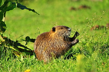 nutria, nutria Baby, rodent, water, nature, animal, wildlife, beaver Rat, rodent Species, waters, fur