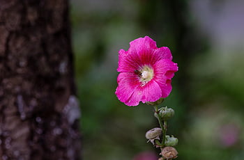 chronic, flower Wallpaper, family, pink, althaea Rosea, hollyhock Mallow, hollyhocks, flower Background, hollyhock, flower, mallow