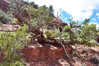 sedona, arizona, landscape, nature, desert, scenic, usa, rock, sky, southwest, formation