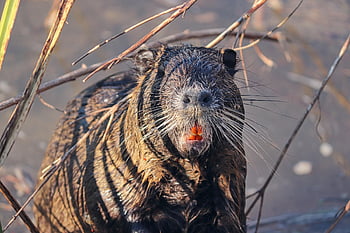 nutria, beaver Rat, coypu, rodent, myocastor Coypus, tail Rat, rodent Species, sting Rats, fur, wet, nature