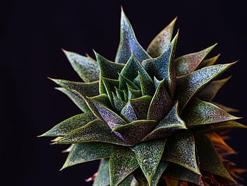succulent, plant, gasteria, nature, flora, gasteria Flow, houseplant, triangular-shaped Leaves