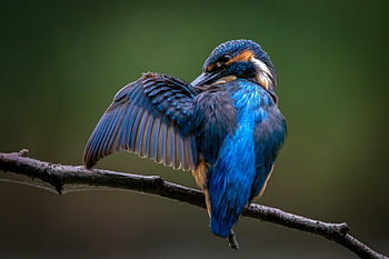 kingfisher, bird, animal, feathers, plumage, beak, bill, bird Watching, ornithology, animal World, nature