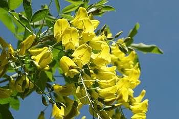 黄色い花、 Laburnum、 観賞用低木、 庭園、 花、 園芸植物、 パーク、 観賞用の木、 自然、 葉、 シーズン