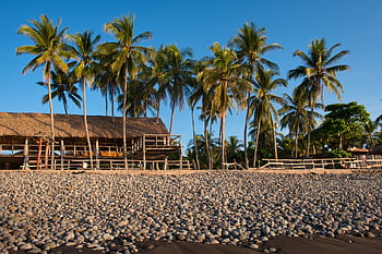 palm, nature, tropical, exotic, palm Trees, coast, country, travel, tree, leaves, wood