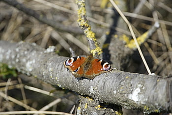 aglais Io, butterfly, insect, peacock Butterfly, sunbathe, eyespots