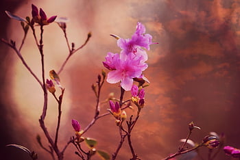 azalea, flower, flower Wallpaper, flower Background, plant, beautiful Flowers, rhododendron, shrub, spring, early Bloomer, nature