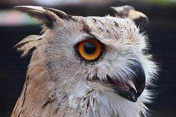 eagle Owl, bird Of Prey, predator, bubo Bubo, owl, owl Bird, eyes, bill, hunter, close Up, plumage