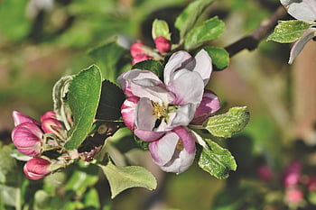 bocciolo di mela, fiori, albero di mele, Mela, natura, fiori di melo, ramo, albero da frutta, rosa, infiorescenza, fioritura