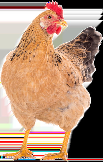 chicken, hens, pullet