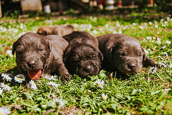 Labrador Retriever puppies, brown coated puppies, cute puppies, sunny grassy field, daisies, outdoor puppies, resting puppies, adorable puppies, young dogs, puppy photos, puppy pictures