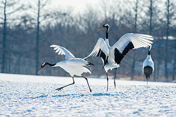 red-crowned cranes, snowy fields, Hokkaido Japan, winter scene, white and black birds, running on snow, elegant dance, snow covered ground, winter wildlife, crane photography, nature photography