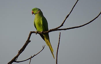 bird, parakeet, green, tropical, parrot, fauna, rose-ringed Parakeet, psittacula Krameri, ring-necked Parakeet, rajasthan, india