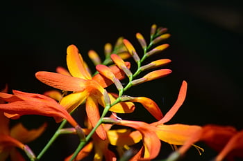 montbretia, květiny, crocosmia, květ, okvětní lístky, flóra, rostlina, Příroda, zblízka