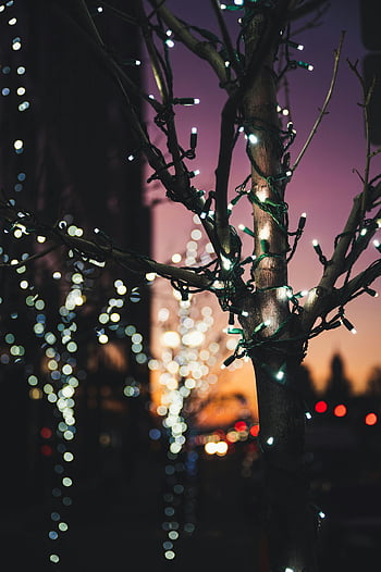 ramo avvolto in lucine, Scena del crepuscolo, luci di corda scintillanti, effetto bokeh, avvicinamento, luci dell'albero, Atmosfera serale, illuminazione esterna, Atmosfera festosa, arredamento naturale, luci a stringa sugli alberi