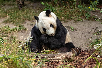 urs panda, grădină zoologică, animal, mamifer, animale sălbatice, natură, China, în aer liber, faună, bambus, urs