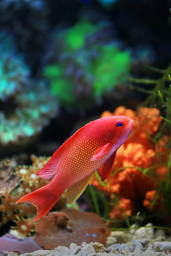 roter Fisch, unter wasser, Korallenriff, bunte Fische, lebendige Szene, Meereslebewesen, Ozean, Meer, Wasser-, Riff-Fisch, tropischer Fisch