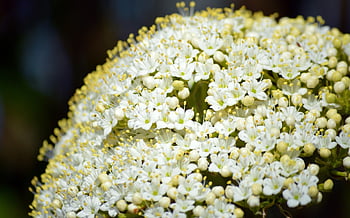 sambucus nigra, bezový květ, bezohlední pupeny, keř, okrasný keř, černošský, starší, květy, sambucus, Blossoms belderberry, bílý