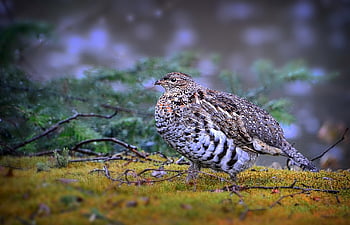 tetřev, pták, zvíře, potrhaný tetřev, koroptev, volně žijících živočichů, divoký, peří, pole, fauna, biodiverzity