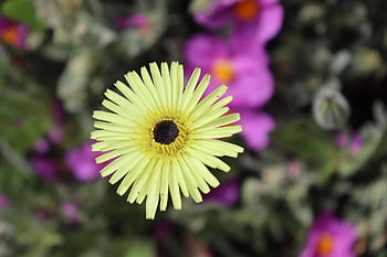 Gänseblümchen, Blume, Pflanze, Asteraceae, Blütenblätter, Accuzza Barba, blühen, Natur, Nahansicht, Tierwelt, mehrjährig
