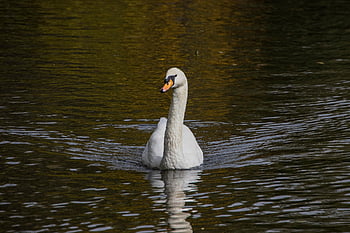 swan, white Swan, bird, animal, waterfowl, water, plumage, feathers, fauna, swim, ornithology