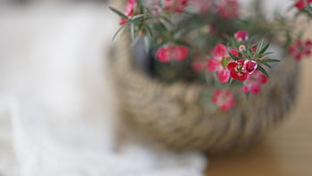 vårblomster, små gryter, ratan-telefon, liten blomst, koreansk blomst, rosa blomst, små blomsterpotter, rotting blomsterpotter, små blomster, koreanske blomster, rosa blomster
