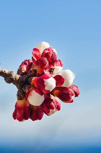 apricot Flowers, apricot Blossoms, flower Buds, blossoms, fruit, prunus Armeniaca, apricot Tree, nature, spring