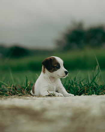 kutya, természet, házi kedvenc, jack russell, kölyökkutya, állat, baba, aranyos