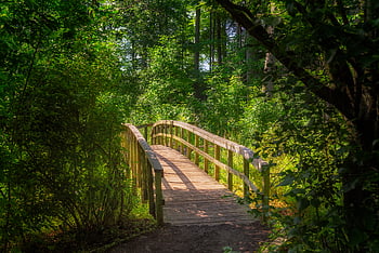 forest, bridge, path, tree, green, nature, landscape, wooden, foliage, trail, hike