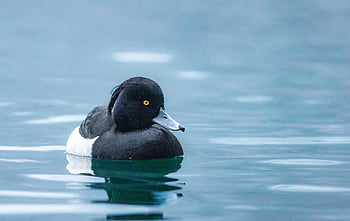 duck, bird, waterfowl, water Bird, animal, plumage, feathers, beak, animal World, nature, ornithology